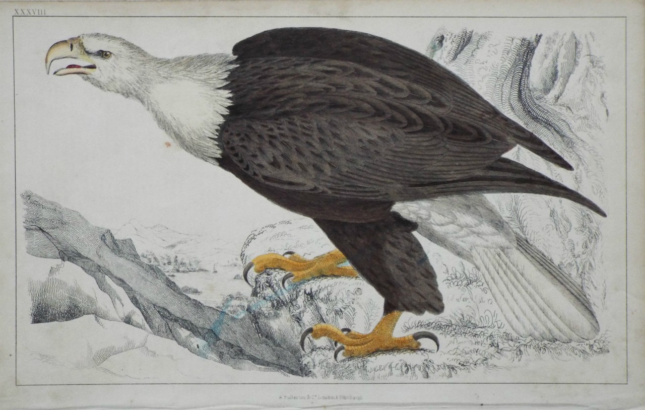 Print - White Headed Eagle